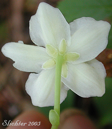 Flower of One-flowered Wintergreen, Single-delight, Single Delight, Woodnymph, Wood-nymph: Moneses uniflora (Synonyms: Moneses reticulata, Moneses uniflora ssp. reticulata, Moneses uniflora ssp. uniflora, Moneses uniflora var. reticulata, Pyrola uniflora)
