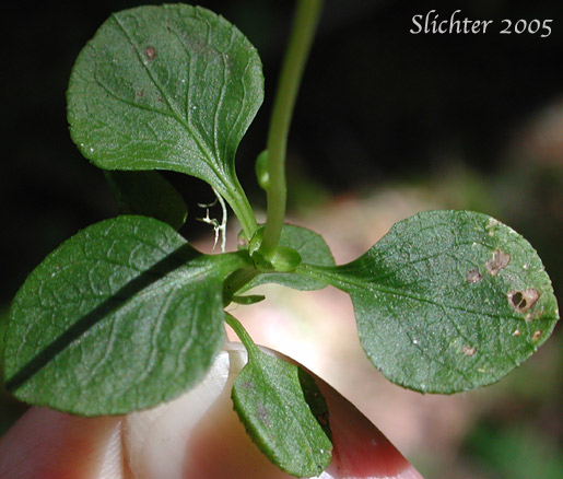 Basal leaf of One-flowered Wintergreen, Single-delight, Single Delight, Woodnymph, Wood-nymph: Moneses uniflora (Synonyms: Moneses reticulata, Moneses uniflora ssp. reticulata, Moneses uniflora ssp. uniflora, Moneses uniflora var. reticulata, Pyrola uniflora)