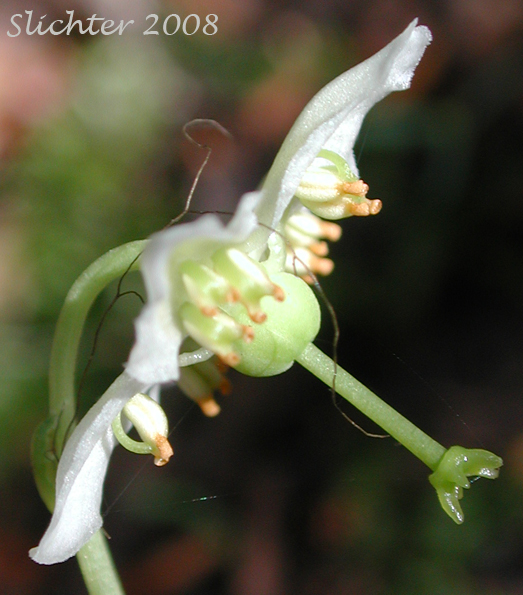Flower of One-flowered Wintergreen, Single-delight, Single Delight, Woodnymph, Wood-nymph: Moneses uniflora (Synonyms: Moneses reticulata, Moneses uniflora ssp. reticulata, Moneses uniflora ssp. uniflora, Moneses uniflora var. reticulata, Pyrola uniflora)