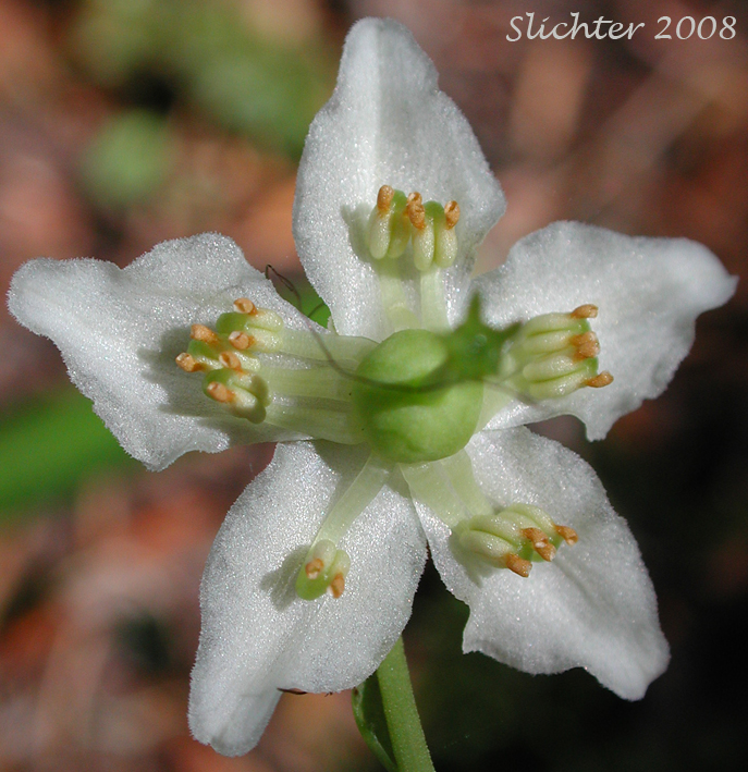 Flower of One-flowered Wintergreen, Single-delight, Single Delight, Woodnymph, Wood-nymph: Moneses uniflora (Synonyms: Moneses reticulata, Moneses uniflora ssp. reticulata, Moneses uniflora ssp. uniflora, Moneses uniflora var. reticulata, Pyrola uniflora)