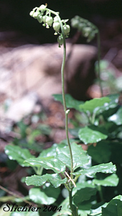 Sidebells Pyrola, Sidebells Wintergreen, One-sided Pyrola, Sidebells: Orthilia secunda (Synonyms: Pyrola secunda, Remischia secunda)