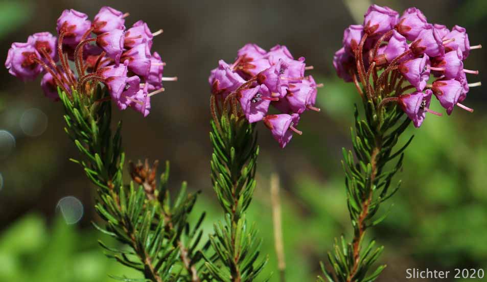 Red Mountain-heather, Red Mountain Heather, Pink Mountain-heath: Phyllodoce empetriformis (Synonym: Menzesia empetriformis)