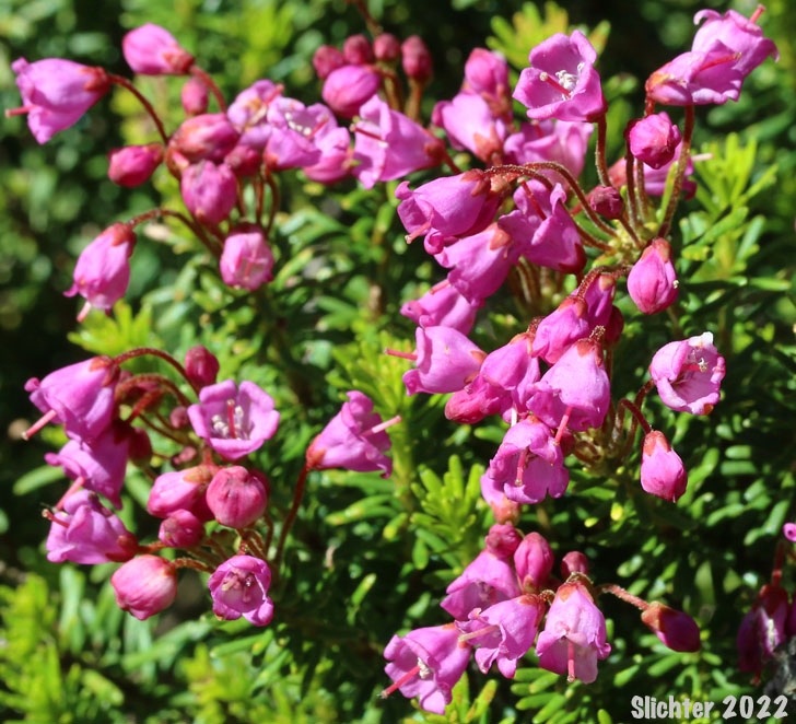 Red Mountain-heather, Red Mountain Heather, Pink Mountain-heath: Phyllodoce empetriformis (Synonym: Menzesia empetriformis)