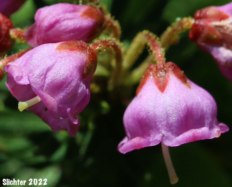 Red Mountain-heather, Red Mountain Heather, Pink Mountain-heath: Phyllodoce empetriformis (Synonym: Menzesia empetriformis)