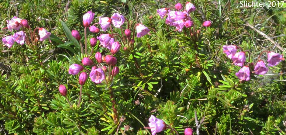 Red Mountain-heather, Red Mountain Heather, Pink Mountain-heath: Phyllodoce empetriformis (Synonym: Menzesia empetriformis)