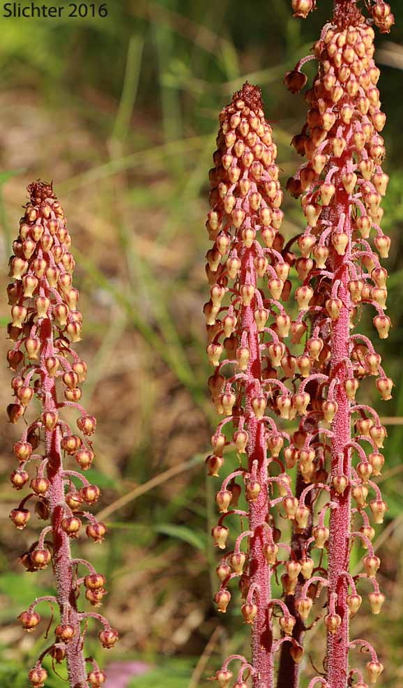 Pinedrops, Woodland Pinedrops: Pterospora andromedea