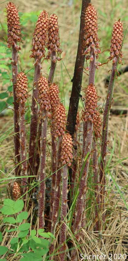 Pinedrops, Woodland Pinedrops: Pterospora andromedea