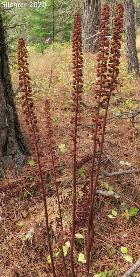 Pinedrops, Woodland Pinedrops: Pterospora andromedea