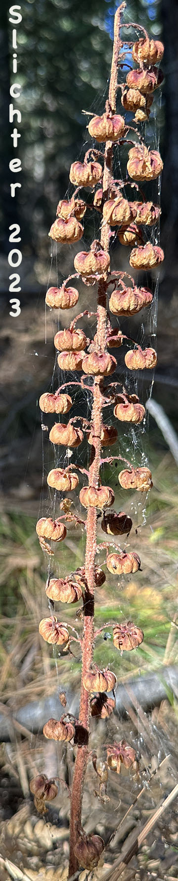 Pinedrops, Woodland Pinedrops: Pterospora andromedea