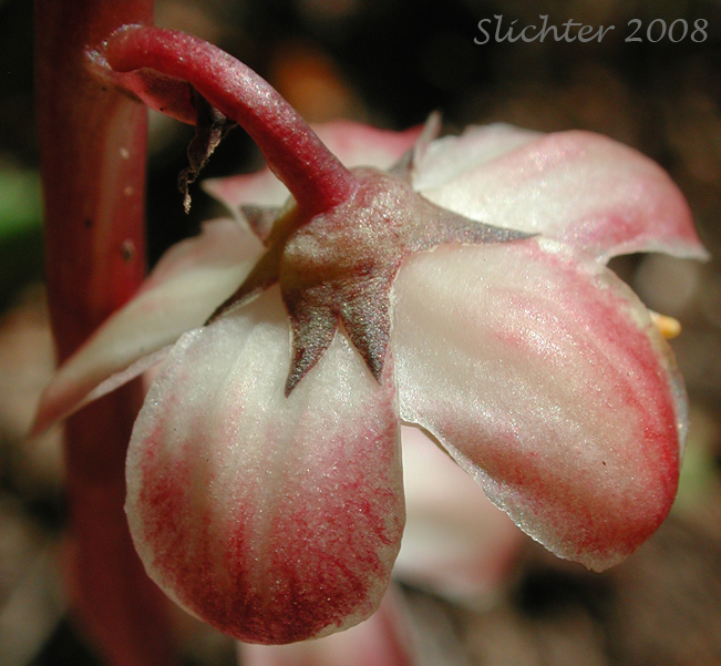 Calyx of Alpine Pyrola, Bog Wintergreen, Large Pyrola, Liverleaf Wintergreen, Pink Pyrola, Pink Wintergreen: Pyrola asarifolia ssp. bracteosa (Synonyms: Pyrola asarifolia var. asarifolia, Pyrola asarifolia var. incarnata, Pyrola asarifolia var. ovata, Pyrola asarifolia var. purpurea, Pyrola californica, Pyrola elata, Pyrola rotundifolia ssp. asarifolia, Pyrola uliginosa, Pyrola uliginosa var. gracilis)