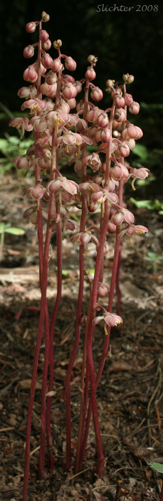 Alpine Pyrola, Bog Wintergreen, Large Pyrola, Liverleaf Wintergreen, Pink Pyrola, Pink Wintergreen: Pyrola asarifolia ssp. bracteosa (Synonyms: Pyrola asarifolia var. asarifolia, Pyrola asarifolia var. incarnata, Pyrola asarifolia var. ovata, Pyrola asarifolia var. purpurea, Pyrola californica, Pyrola elata, Pyrola rotundifolia ssp. asarifolia, Pyrola uliginosa, Pyrola uliginosa var. gracilis)