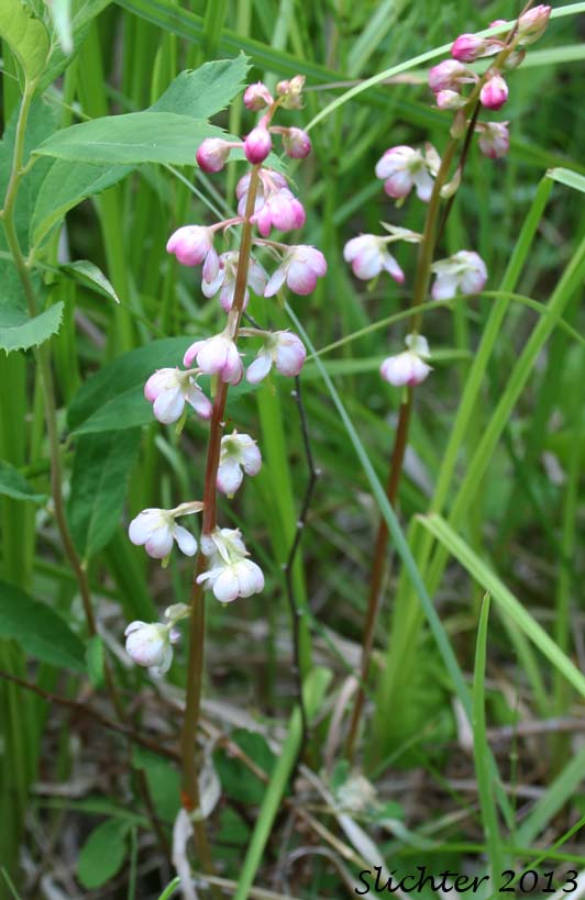 Alpine Pyrola, Bog Wintergreen, Large Pyrola, Liverleaf Wintergreen, Pink Pyrola, Pink Wintergreen: Pyrola asarifolia ssp. bracteosa (Synonyms: Pyrola asarifolia var. asarifolia, Pyrola asarifolia var. incarnata, Pyrola asarifolia var. ovata, Pyrola asarifolia var. purpurea, Pyrola californica, Pyrola elata, Pyrola rotundifolia ssp. asarifolia, Pyrola uliginosa, Pyrola uliginosa var. gracilis)