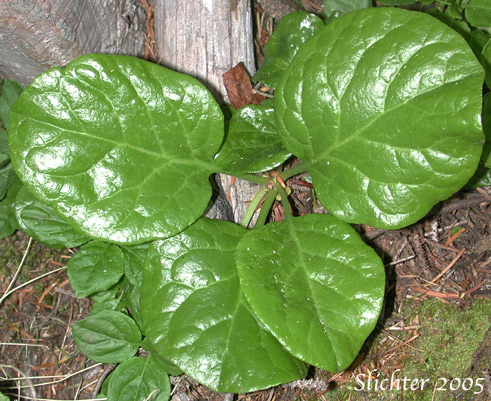 Glossy green leaves of Alpine Pyrola, Bog Wintergreen, Large Pyrola, Liverleaf Wintergreen, Pink Pyrola, Pink Wintergreen: Pyrola asarifolia ssp. bracteosa (Synonyms: Pyrola asarifolia var. asarifolia, Pyrola asarifolia var. incarnata, Pyrola asarifolia var. ovata, Pyrola asarifolia var. purpurea, Pyrola californica, Pyrola elata, Pyrola rotundifolia ssp. asarifolia, Pyrola uliginosa, Pyrola uliginosa var. gracilis)
