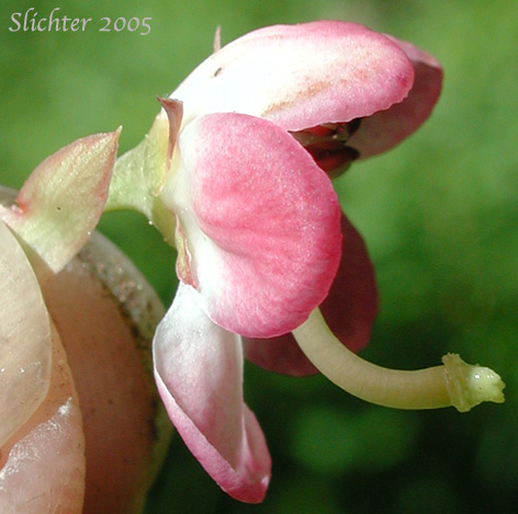 Close-up sideview of a flower of Alpine Pyrola, Bog Wintergreen, Large Pyrola, Liverleaf Wintergreen, Pink Pyrola, Pink Wintergreen: Pyrola asarifolia ssp. bracteosa (Synonyms: Pyrola asarifolia var. asarifolia, Pyrola asarifolia var. incarnata, Pyrola asarifolia var. ovata, Pyrola asarifolia var. purpurea, Pyrola californica, Pyrola elata, Pyrola rotundifolia ssp. asarifolia, Pyrola uliginosa, Pyrola uliginosa var. gracilis)