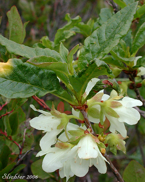 Cascade Azalea, White Rhododendron, White-flowered Azalea: Rhododendron albiflorum (Synonyms: Azaleastrum albiflorum, Azaleastrum albiflorum ssp. warrenii, Rhododendron albiflorum var. albiflorum, Rhododendron albiflorum var. warrenii)