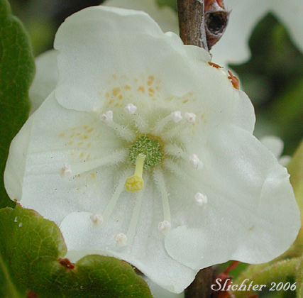 Flower of Cascade Azalea, White Rhododendron, White-flowered Azalea: Rhododendron albiflorum (Synonyms: Azaleastrum albiflorum, Azaleastrum albiflorum ssp. warrenii, Rhododendron albiflorum var. albiflorum, Rhododendron albiflorum var. warrenii)
