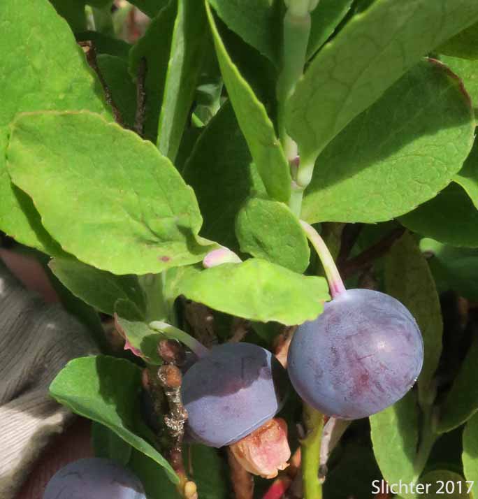 Dwarf Bilberry, Dwarf Blueberry, Dwarf Huckleberry: Vaccinium cespitosum (Synonyms Vaccinium arbuscula, Vaccinium caespitosum, Vaccinium caespitosum var. arbuscula, Vaccinium caespitosum var. caespitosum, Vaccinium caespitosum var. paludicolia, Vaccinium cespitosum var. arbuscula, Vaccinium cespitosum var. cespitosum, Vaccinium cespitosum var. paludicola, Vaccinium nivictum)