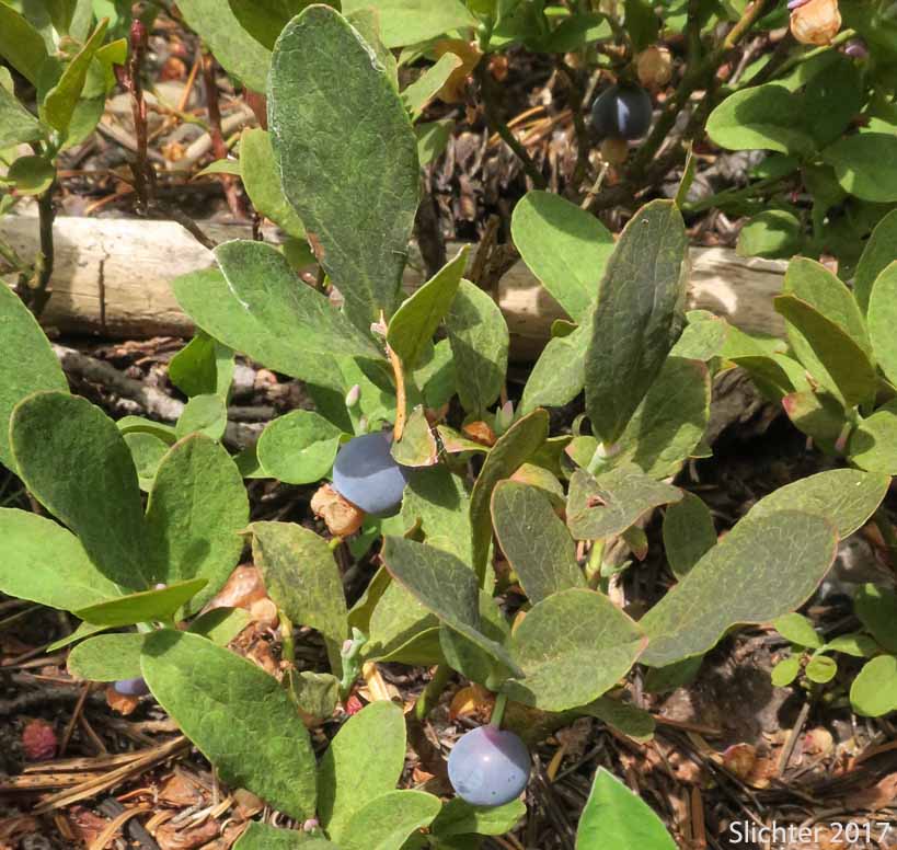 Dwarf Bilberry, Dwarf Blueberry, Dwarf Huckleberry: Vaccinium cespitosum (Synonyms Vaccinium arbuscula, Vaccinium caespitosum, Vaccinium caespitosum var. arbuscula, Vaccinium caespitosum var. caespitosum, Vaccinium caespitosum var. paludicolia, Vaccinium cespitosum var. arbuscula, Vaccinium cespitosum var. cespitosum, Vaccinium cespitosum var. paludicola, Vaccinium nivictum)