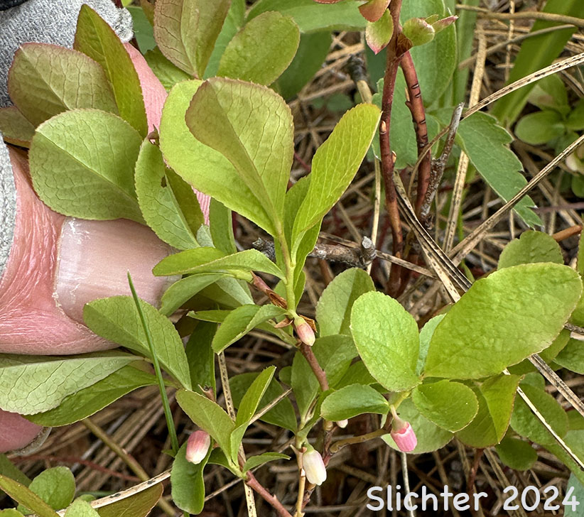 Dwarf Bilberry, Dwarf Blueberry, Dwarf Huckleberry: Vaccinium cespitosum (Synonyms Vaccinium arbuscula, Vaccinium caespitosum, Vaccinium caespitosum var. arbuscula, Vaccinium caespitosum var. caespitosum, Vaccinium caespitosum var. paludicolia, Vaccinium cespitosum var. arbuscula, Vaccinium cespitosum var. cespitosum, Vaccinium cespitosum var. paludicola, Vaccinium nivictum)