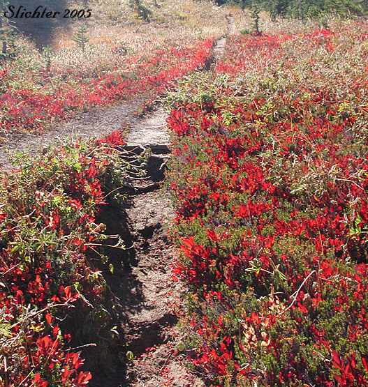 Fall foliage of Dwarf Bilberry, Dwarf Blueberry, Dwarf Huckleberry: Vaccinium cespitosum (Synonyms Vaccinium arbuscula, Vaccinium caespitosum, Vaccinium caespitosum var. arbuscula, Vaccinium caespitosum var. caespitosum, Vaccinium caespitosum var. paludicolia, Vaccinium cespitosum var. arbuscula, Vaccinium cespitosum var. cespitosum, Vaccinium cespitosum var. paludicola, Vaccinium nivictum)