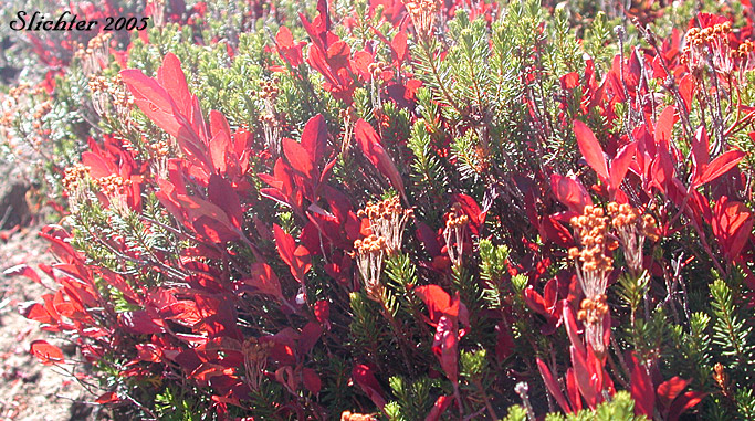 Fall foliage of Dwarf Bilberry, Dwarf Blueberry, Dwarf Huckleberry: Vaccinium cespitosum (Synonyms Vaccinium arbuscula, Vaccinium caespitosum, Vaccinium caespitosum var. arbuscula, Vaccinium caespitosum var. caespitosum, Vaccinium caespitosum var. paludicolia, Vaccinium cespitosum var. arbuscula, Vaccinium cespitosum var. cespitosum, Vaccinium cespitosum var. paludicola, Vaccinium nivictum)