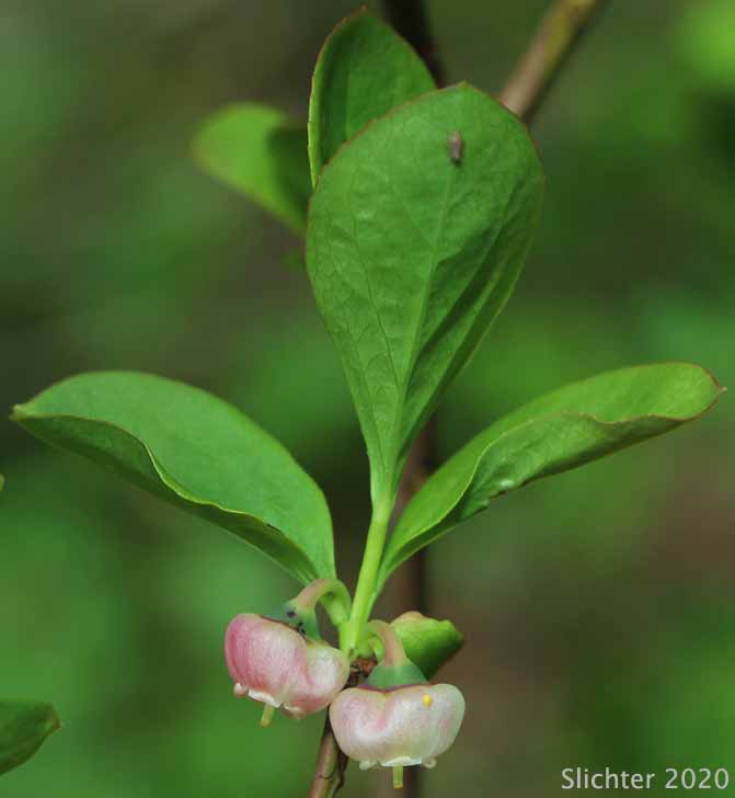 Blueleaf Huckleberry, Blue-leaved Huckleberry, Cascade Bilberry, Cascade Blueberry, Cascade Huckleberry, Rainier Blueberry: Vaccinium deliciosum