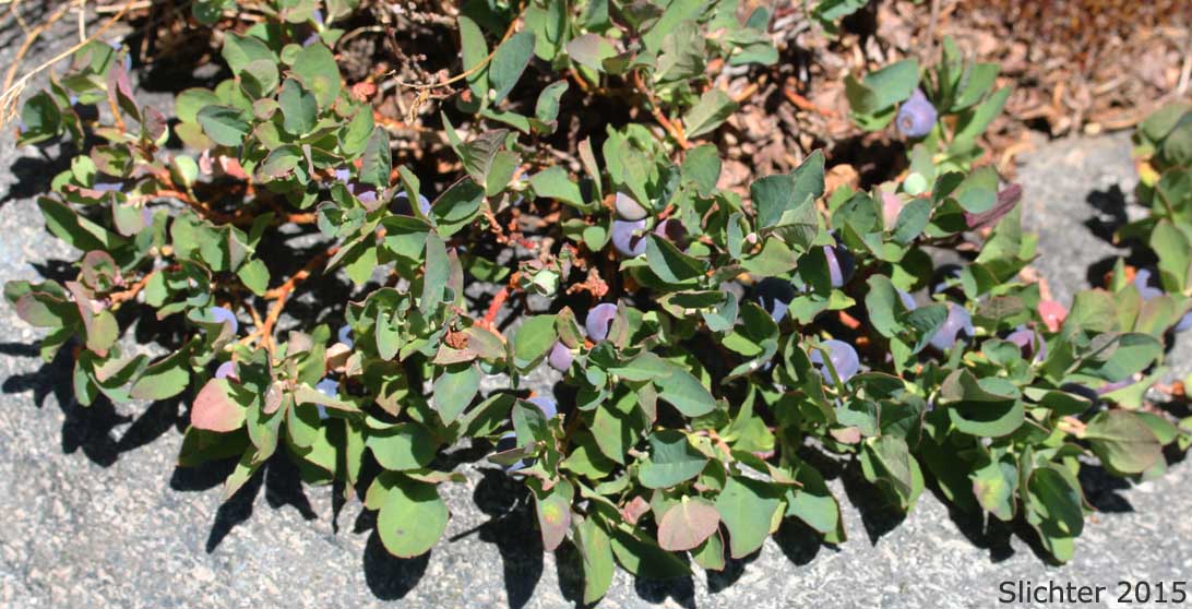 Berries of Blueleaf Huckleberry, Blue-leaved Huckleberry, Cascade Bilberry, Cascade Blueberry, Cascade Huckleberry, Rainier Blueberry: Vaccinium deliciosum