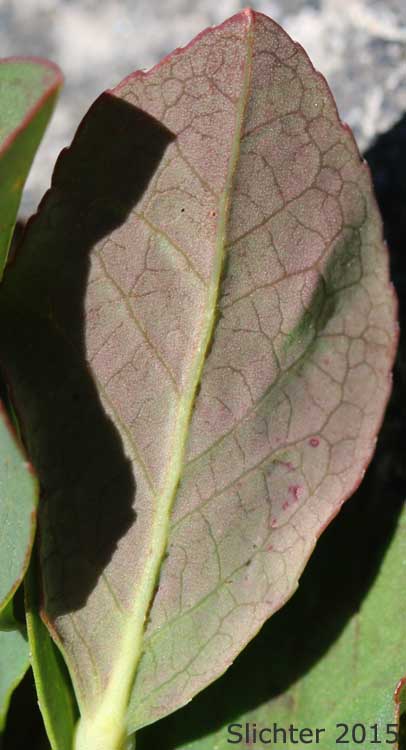 Lower leaf surface of Blueleaf Huckleberry, Blue-leaved Huckleberry, Cascade Bilberry, Cascade Blueberry, Cascade Huckleberry, Rainier Blueberry: Vaccinium deliciosum