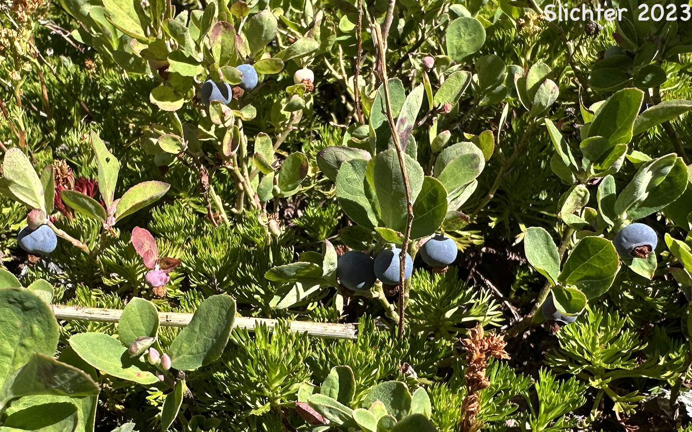 Ripening fruits of Blueleaf Huckleberry, Blue-leaved Huckleberry, Cascade Bilberry, Cascade Blueberry, Cascade Huckleberry, Rainier Blueberry: Vaccinium deliciosum