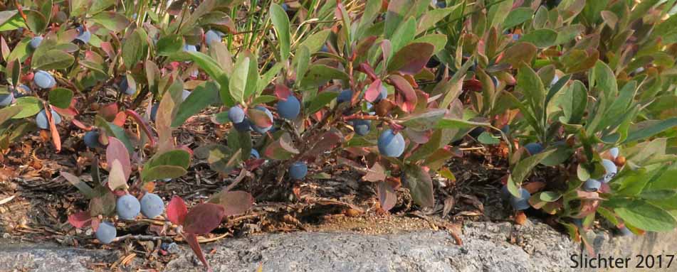 Berries of Blueleaf Huckleberry, Blue-leaved Huckleberry, Cascade Bilberry, Cascade Blueberry, Cascade Huckleberry, Rainier Blueberry: Vaccinium deliciosum