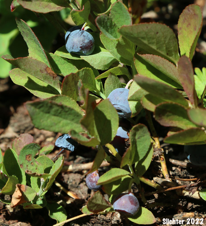 Blueleaf Huckleberry, Blue-leaved Huckleberry, Cascade Bilberry, Cascade Blueberry, Cascade Huckleberry, Rainier Blueberry: Vaccinium deliciosum