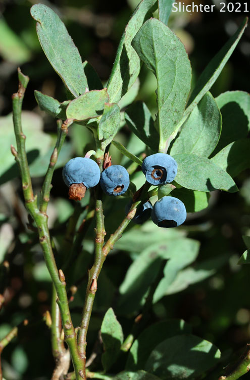 Mature fruits of Blueleaf Huckleberry, Blue-leaved Huckleberry, Cascade Bilberry, Cascade Blueberry, Cascade Huckleberry, Rainier Blueberry: Vaccinium deliciosum