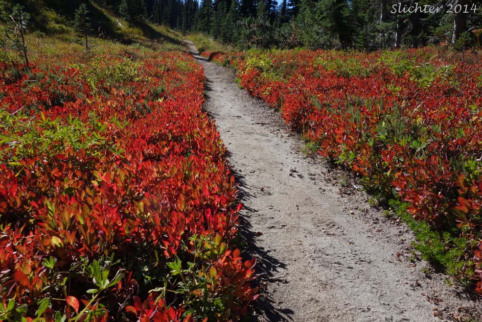 Blueleaf Huckleberry, Blue-leaved Huckleberry, Cascade Bilberry, Cascade Blueberry, Cascade Huckleberry, Rainier Blueberry: Vaccinium deliciosum