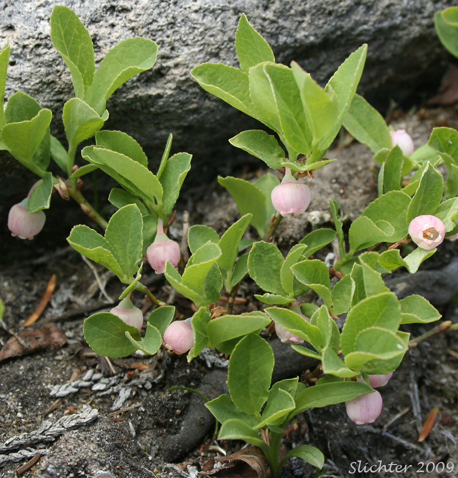 Blueleaf Huckleberry, Blue-leaved Huckleberry, Cascade Bilberry, Cascade Blueberry, Cascade Huckleberry, Rainier Blueberry: Vaccinium deliciosum