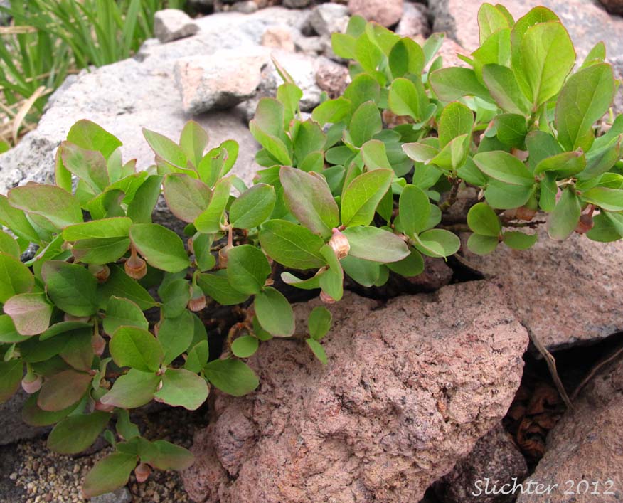 Blueleaf Huckleberry, Blue-leaved Huckleberry, Cascade Bilberry, Cascade Blueberry, Cascade Huckleberry, Rainier Blueberry: Vaccinium deliciosum