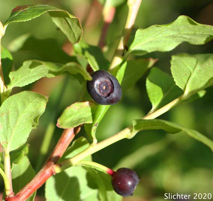 Mountain Blueberry, Big Huckleberry, Thinleaf Huckleberry, Thin-leaved Huckleberry, Tall Huckleberry, Blue Huckleberry, Square-twig Blueberry: Vaccinium membranaceum (Synonyms: Vaccinium coccinium, Vaccinium globulare, Vaccinium membranaceum var. rigidum)