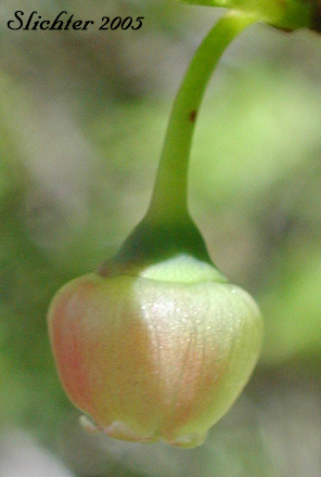 Flower of Thin-leaved Huckleberry, Big Huckleberry, Tall Huckleberry, Square-twig Blueberry: Vaccinium membranaceum (Synonyms: Vaccinium coccinium, Vaccinium globulare)