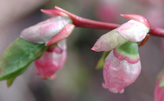 Thin-leaved Huckleberry, Big Huckleberry, Tall Huckleberry, Square-twig Blueberry: Vaccinium membranaceum (Synonyms: Vaccinium coccinium, Vaccinium globulare)