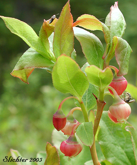 Thin-leaved Huckleberry, Big Huckleberry, Tall Huckleberry, Square-twig Blueberry: Vaccinium membranaceum (Synonyms: Vaccinium coccinium, Vaccinium globulare)