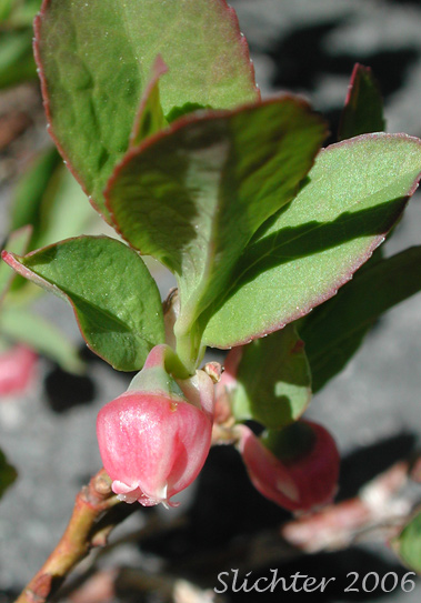 Dwarf Whortleberry, Dwarf Bilberry, Dwarf Blueberry, Low Blueberry, Whortleberry: Vaccinium myrtillus (Synonyms: Vaccinium myrtillus ssp. oreophilum, Vaccinium myrtillus var. oreophilum, Vaccinium oreophilum)