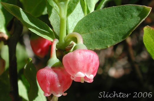Flowers and leaves of Dwarf Whortleberry, Dwarf Bilberry, Dwarf Blueberry, Low Blueberry, Whortleberry: Vaccinium myrtillus (Synonyms: Vaccinium myrtillus ssp. oreophilum, Vaccinium myrtillus var. oreophilum, Vaccinium oreophilum)