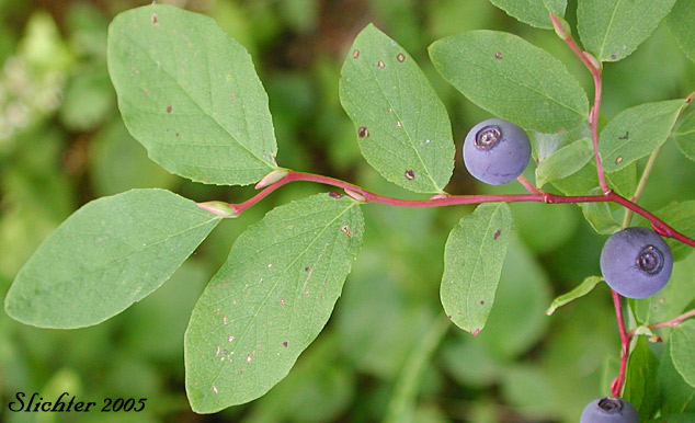 Alaska Blueberry, Early Blueberry, Oval-leaf Blueberry: Vaccinium ovalifolium (Synonyms: Vaccinium alaskaense, Vaccinium alaskense)
