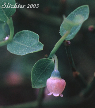 Grouseberry, Whortleberry, Grouse Whortleberry: Vaccinium scoparium