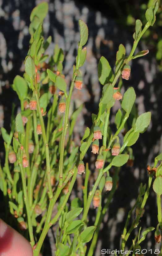 Dwarf Grouse-berry, Grouseberry, Grouse Whortleberry, Whortleberry: Vaccinium scoparium (Synonym: Oxycoccus palustris var. intermedium)