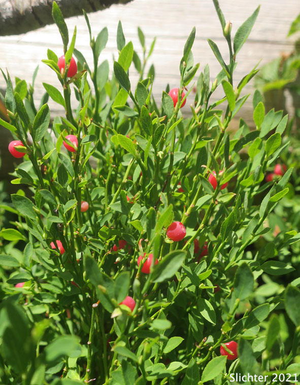 Dwarf Grouse-berry, Grouseberry, Grouse Whortleberry, Whortleberry: Vaccinium scoparium (Synonym: Oxycoccus palustris var. intermedium)