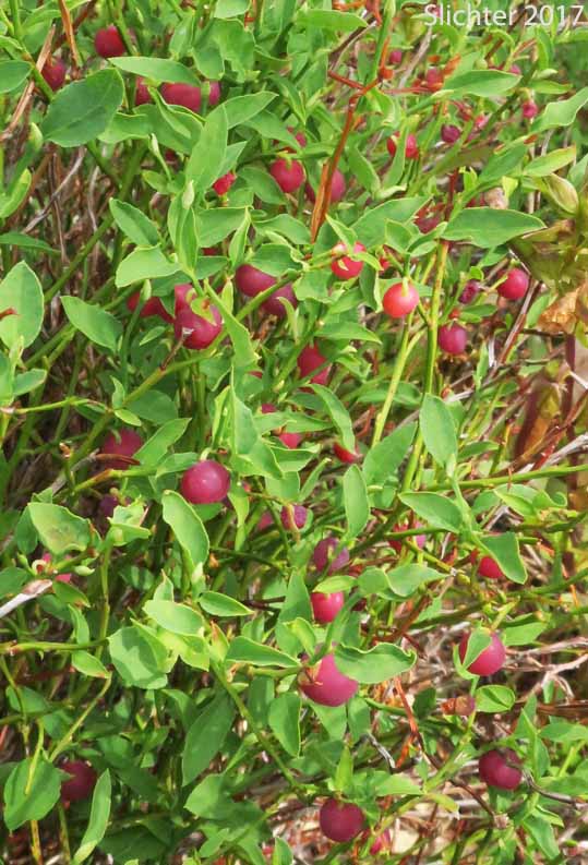 Dwarf Grouse-berry, Grouseberry, Grouse Whortleberry, Whortleberry: Vaccinium scoparium (Synonym: Oxycoccus palustris var. intermedium)