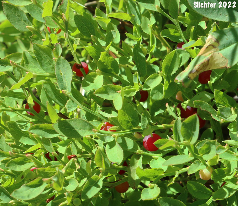 Fruits of Dwarf Grouse-berry, Grouseberry, Grouse Whortleberry, Whortleberry: Vaccinium scoparium (Synonym: Oxycoccus palustris var. intermedium)