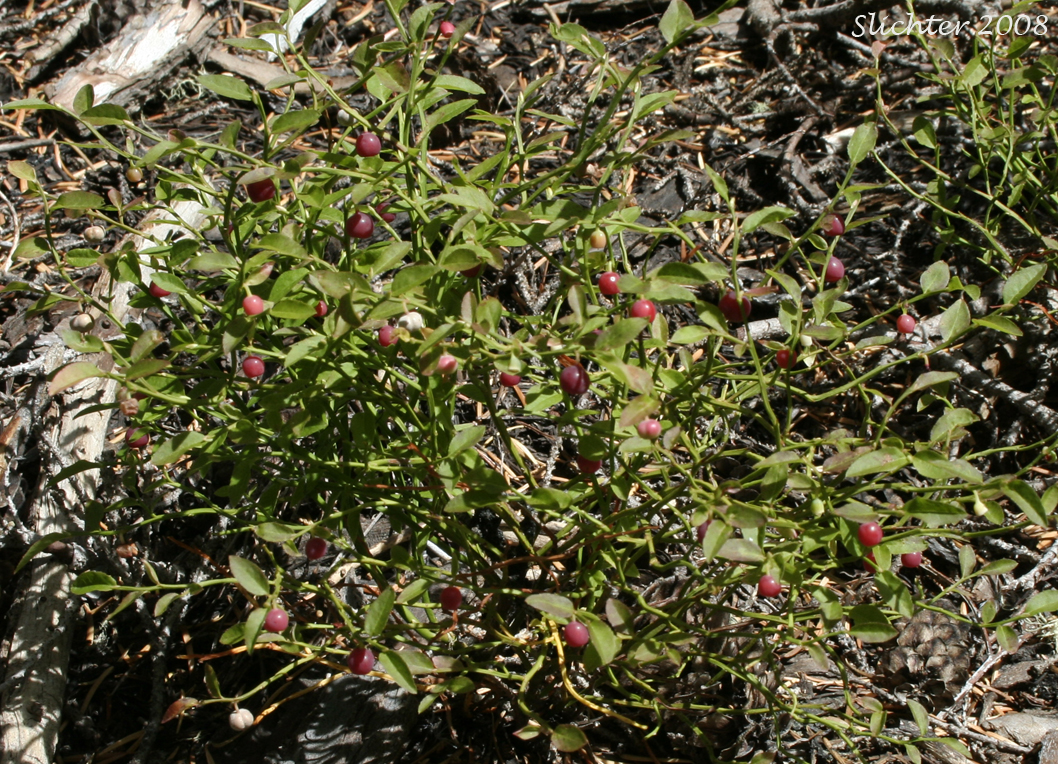 Grouseberry, Whortleberry, Grouse Whortleberry: Vaccinium scoparium