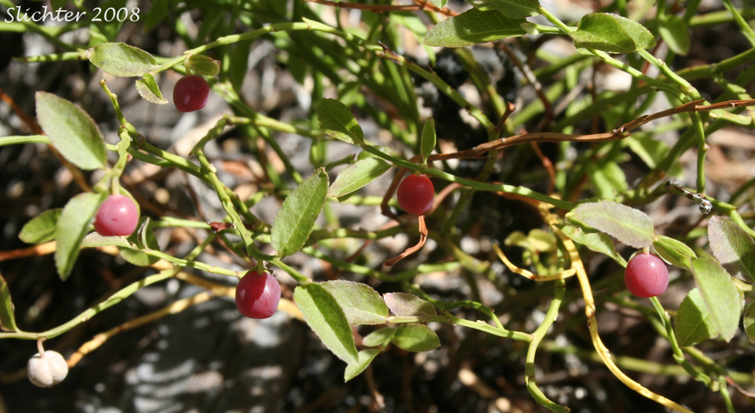 Grouseberry, Whortleberry, Grouse Whortleberry: Vaccinium scoparium
