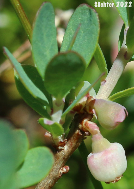 Flower and leaves of Bog Bilbery, Bog Blueberry: Vaccinium uliginosum (Synonyms: Vaccinium uliginosum ssp. alpinum, Vaccinium uliginosum ssp. gaultherioides, Vaccinium uliginosum ssp. microphyllum, Vaccinium uliginosum ssp. occidentale, Vaccinium uliginosum ssp. pedris, Vaccinium uliginosum ssp. pubescens, Vaccinium uliginosum var. alpinum, Vaccinium uliginosum var. salicinum)